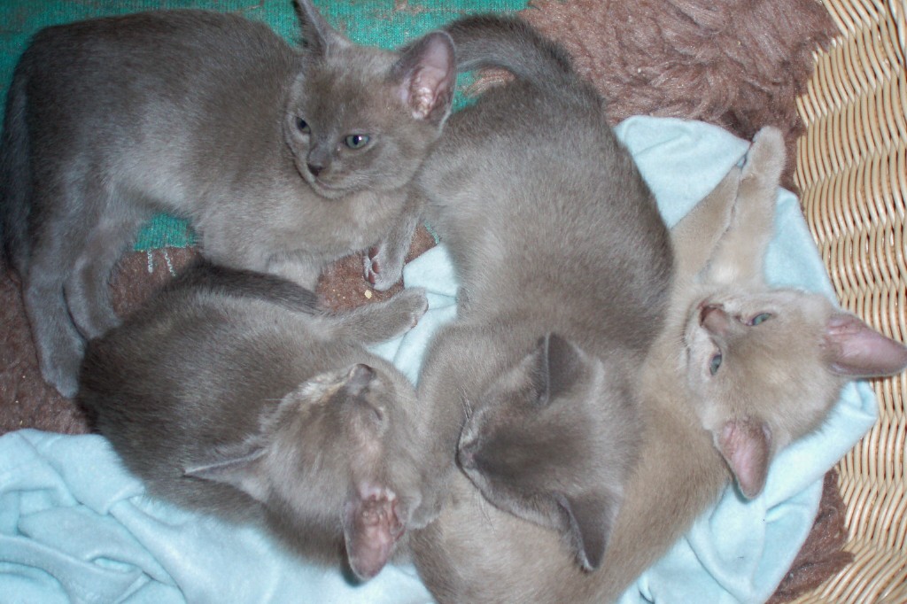 Burmese Blue Kitten